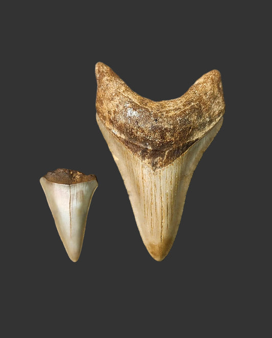 3.4"x 2.2" Megalodon Tooth- C26