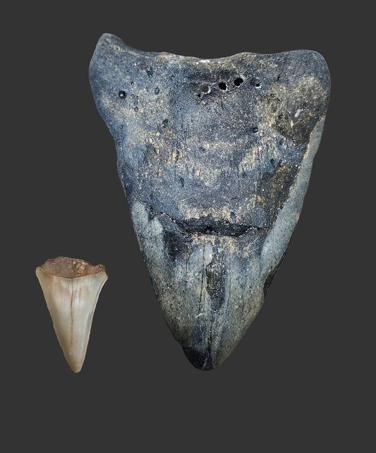 4.8"x 3.5" Megalodon Tooth B- 15