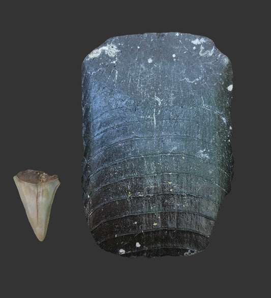 Fossilized Stingray Mouth Plate