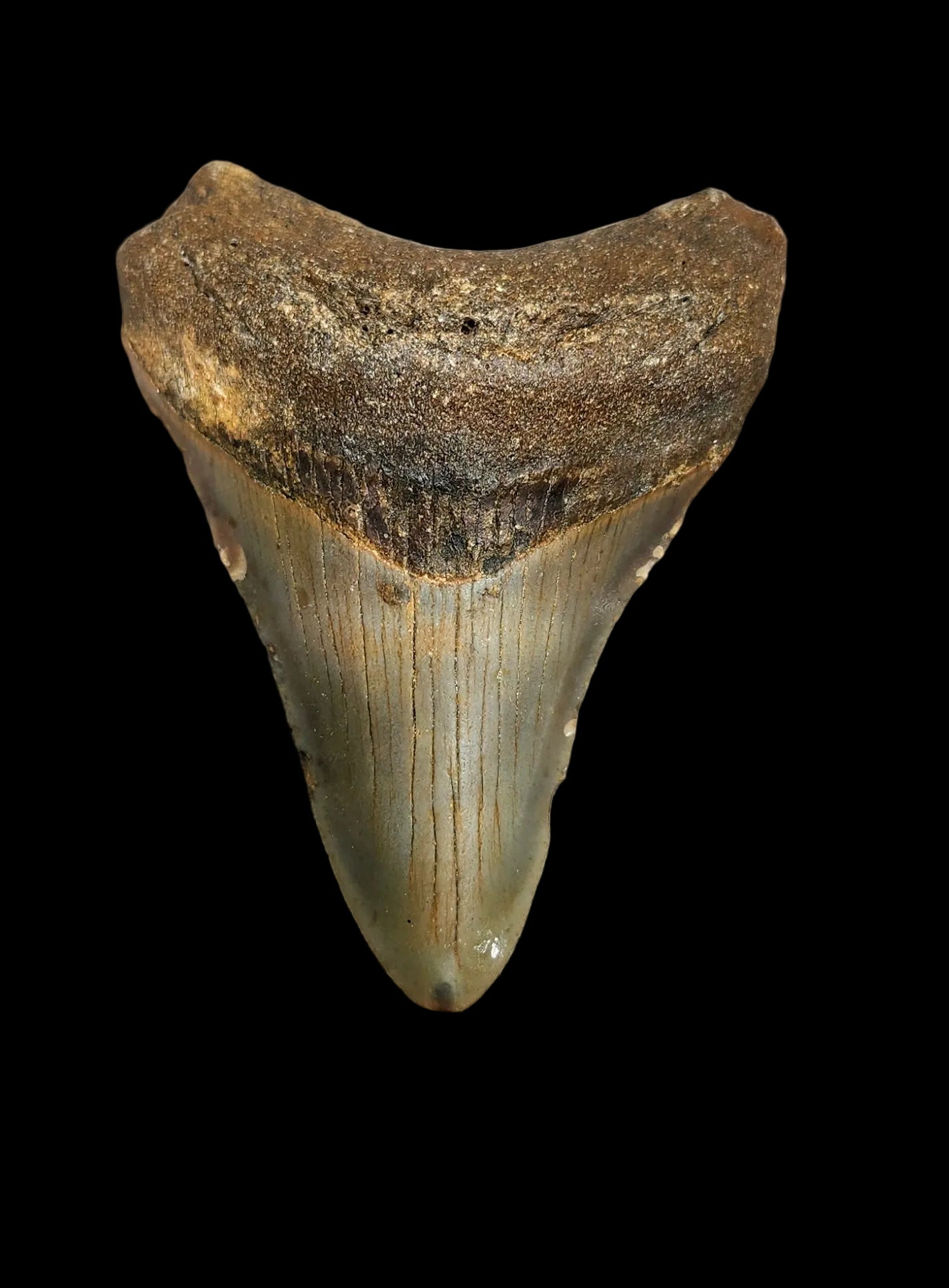 2.7"x 2.2" Megalodon Tooth- C6