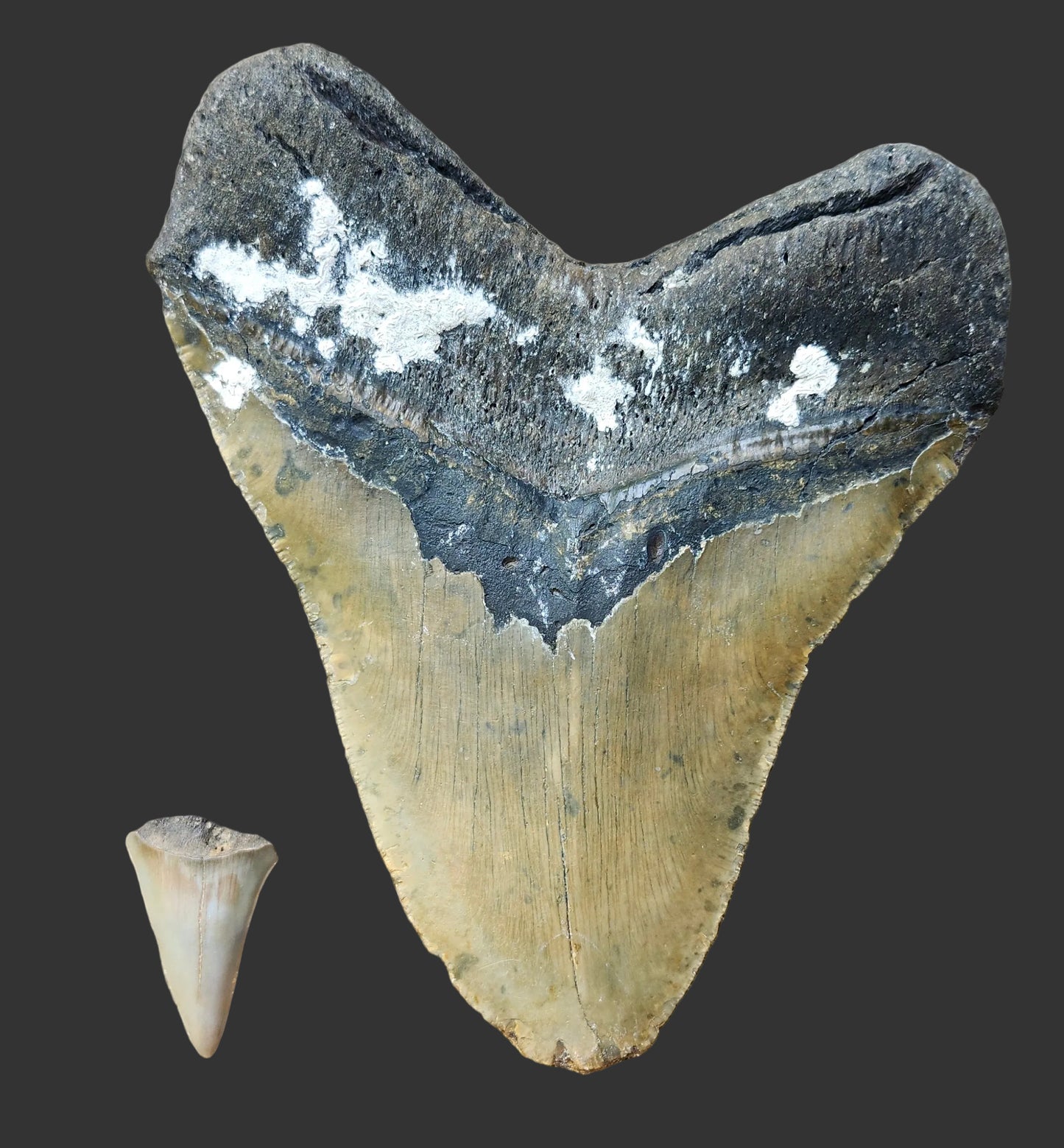 6"x 5" Megalodon Tooth- IS3