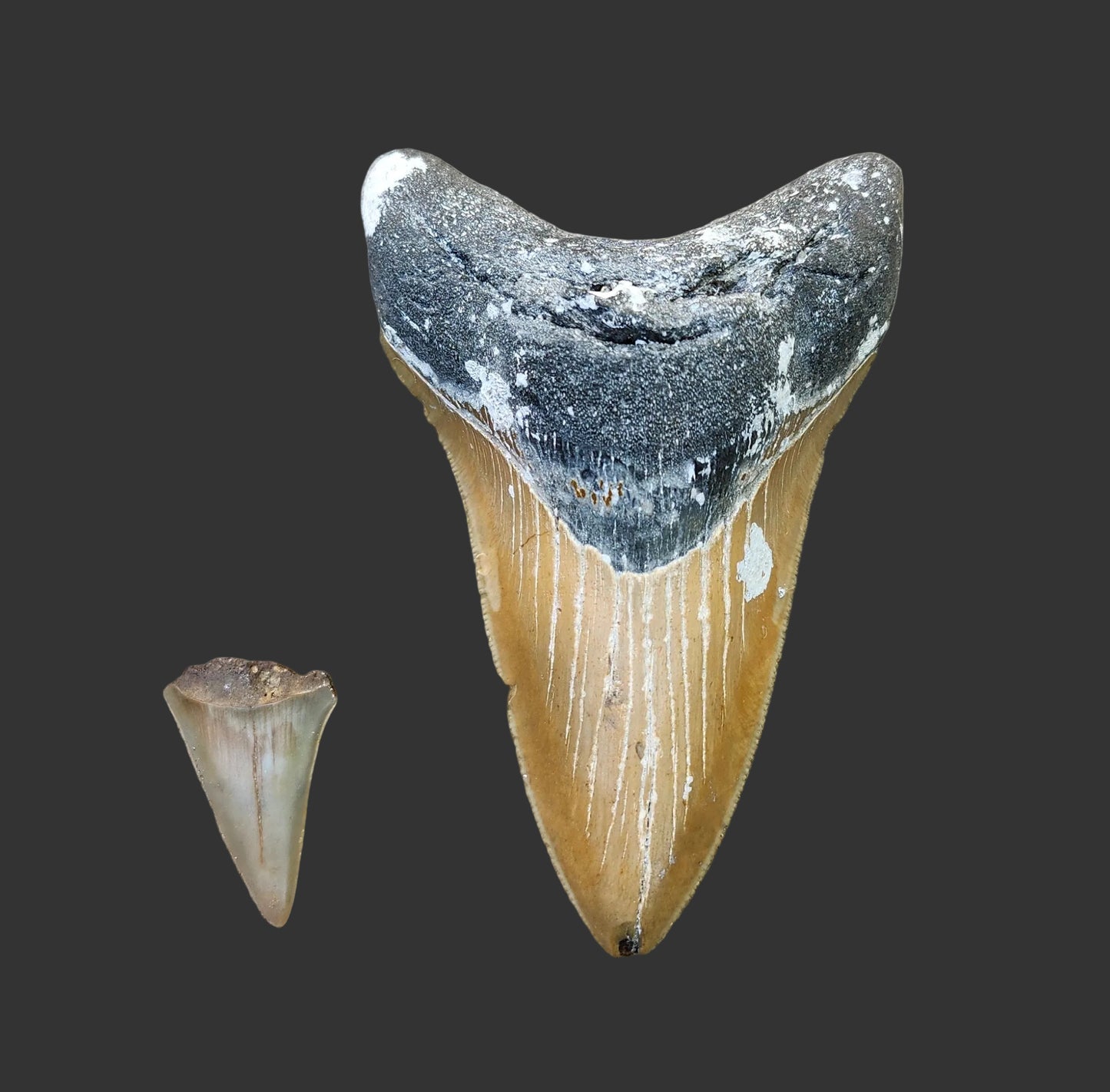 4.6"x 3" Lower Megalodon Tooth - B31