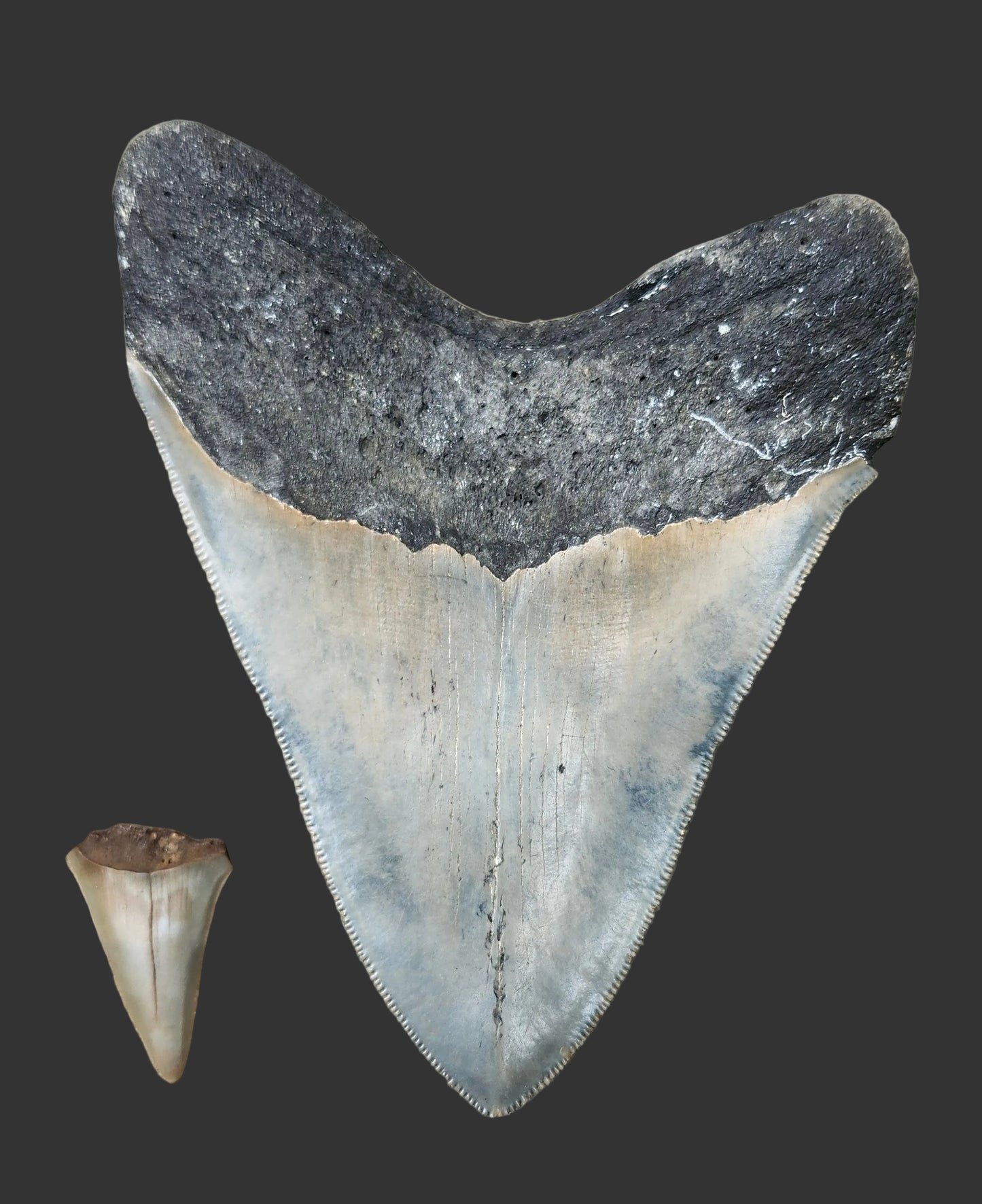 5.4"x 4.2" Megalodon Tooth- B17