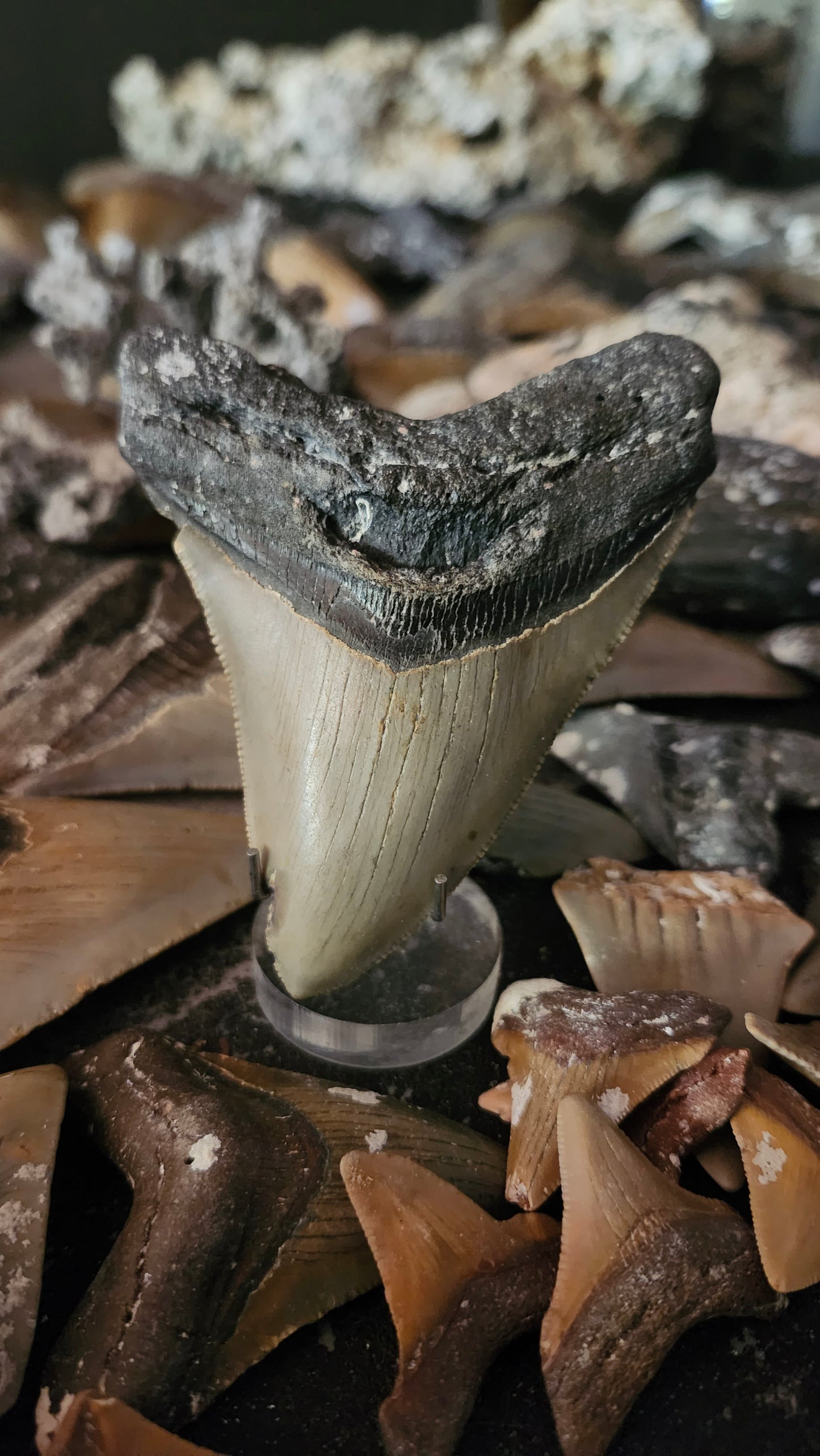 3.9" Megalodon Tooth