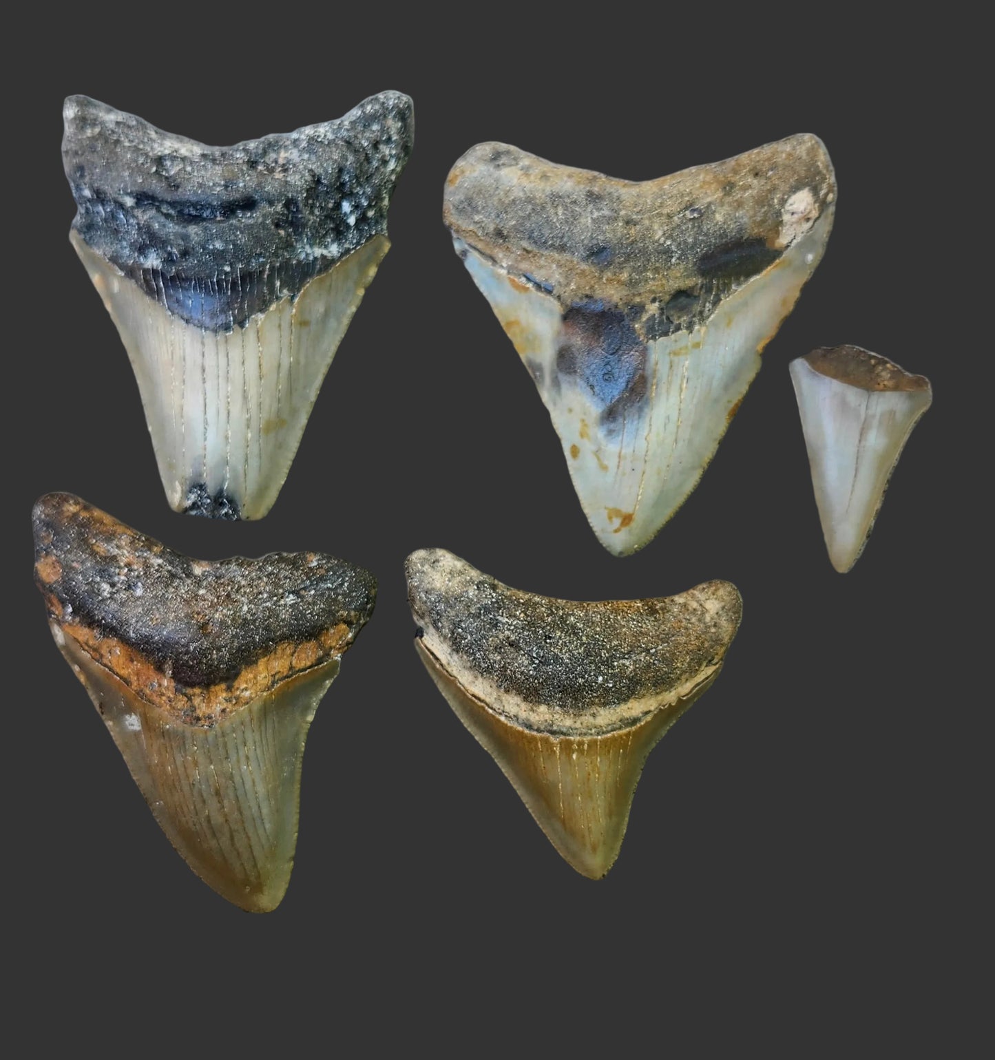 4 Megalodon Teeth - P7