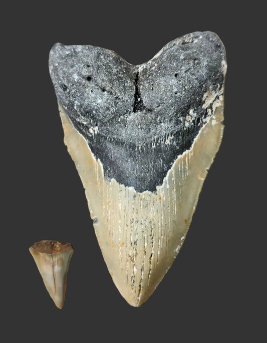 6.1"x 3.7" Megalodon Tooth- A1