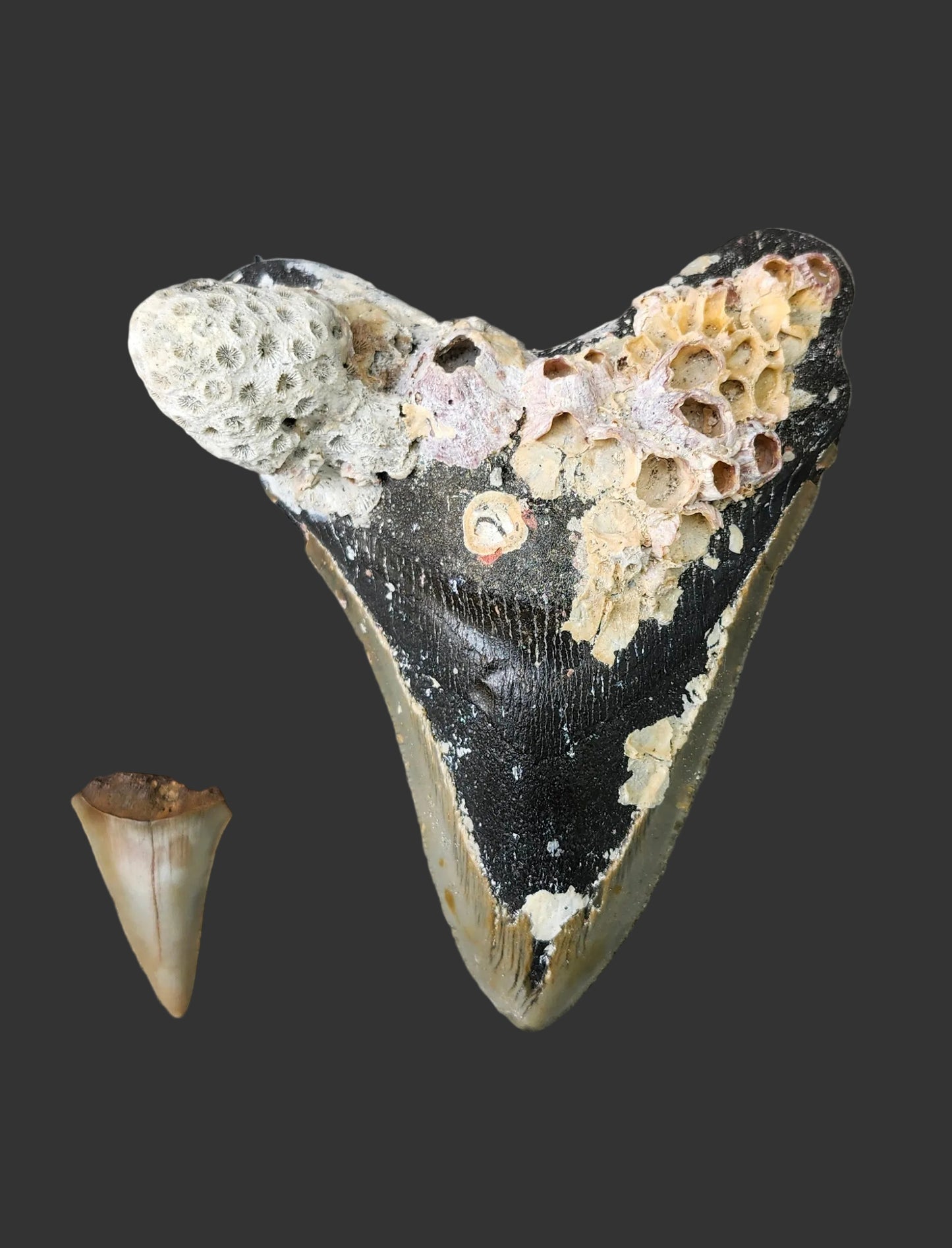 4.7"x 3.7" Megalodon Tooth- B50