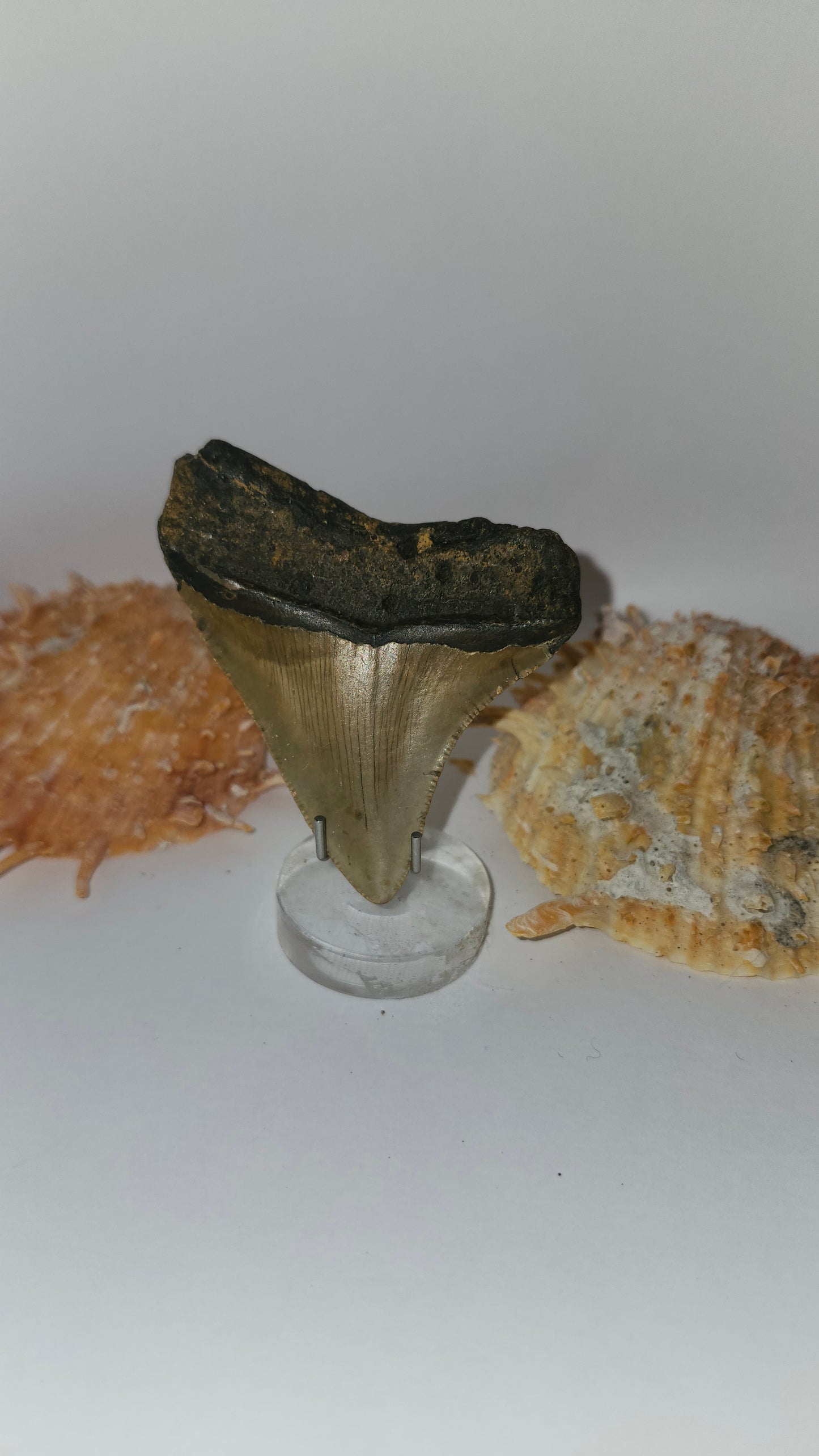2.8" Megalodon Tooth