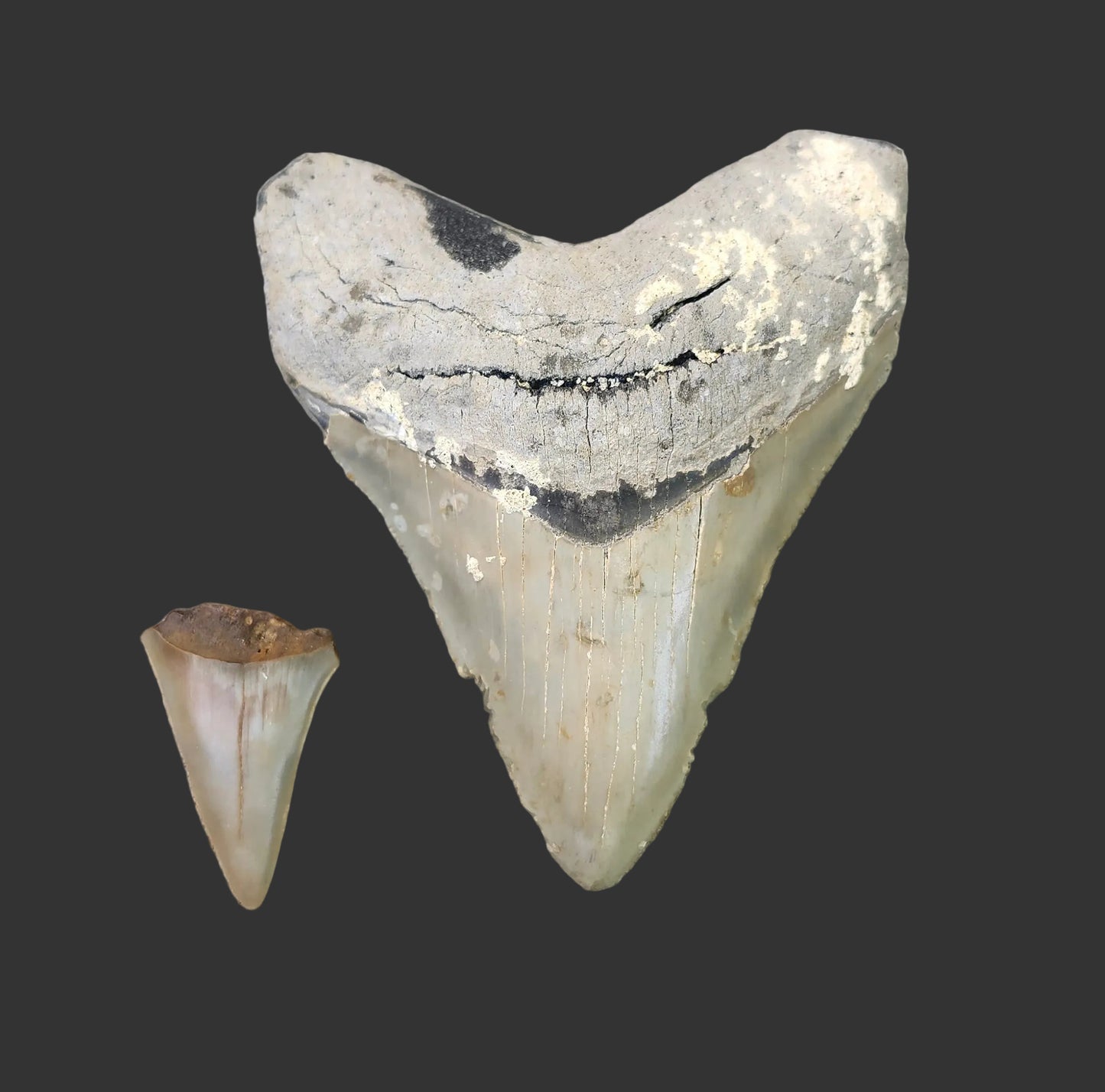 4"x 3.2" Megalodon Tooth-B2