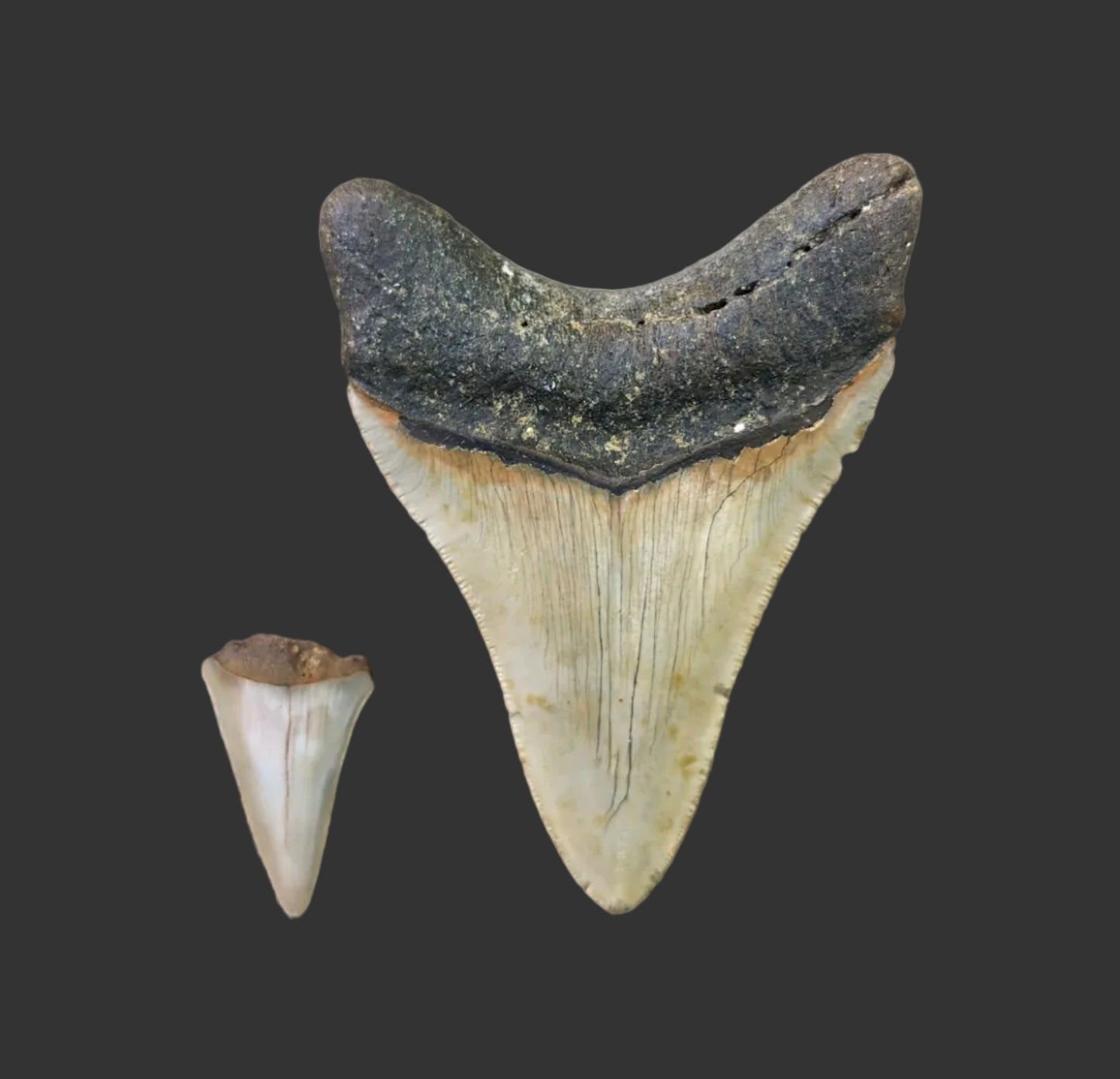 4.2"x 3.1" Megalodon Tooth- B3