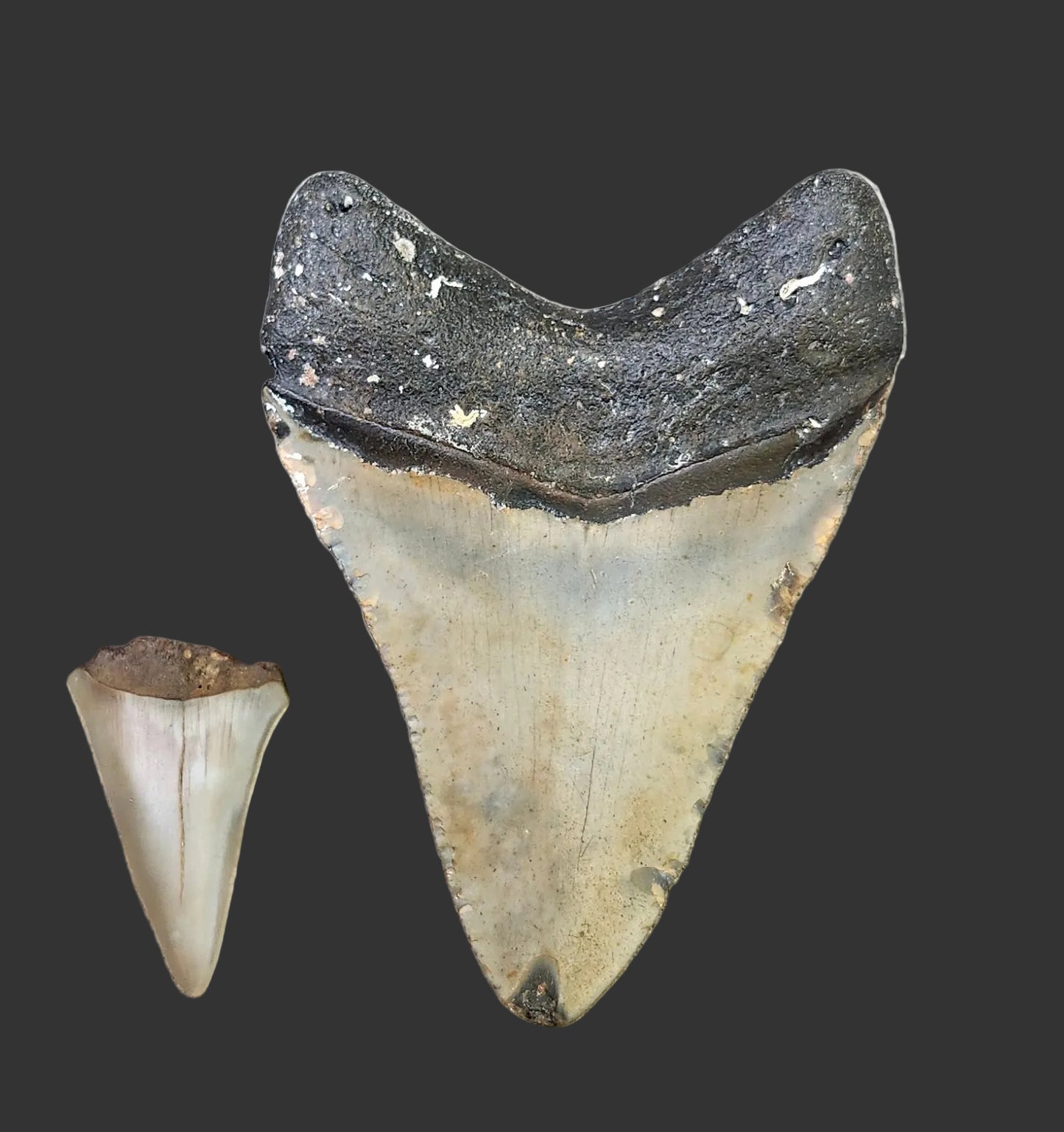 3.7"x 2.7" Megalodon Tooth- C57