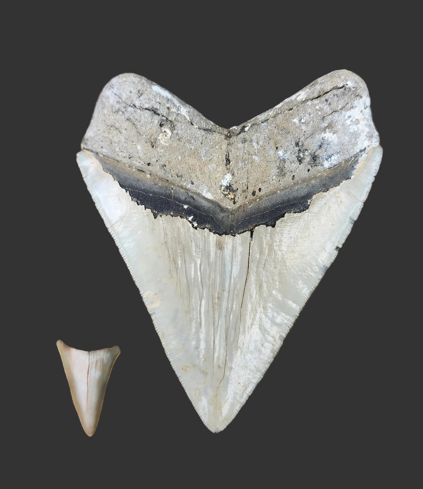 5.3"x4.2" Megalodon Tooth-B28