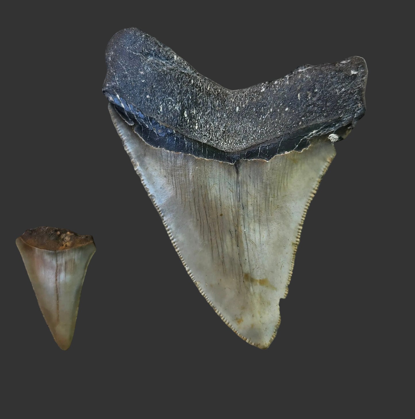 3.9"x 3" Megalodon Tooth- C54