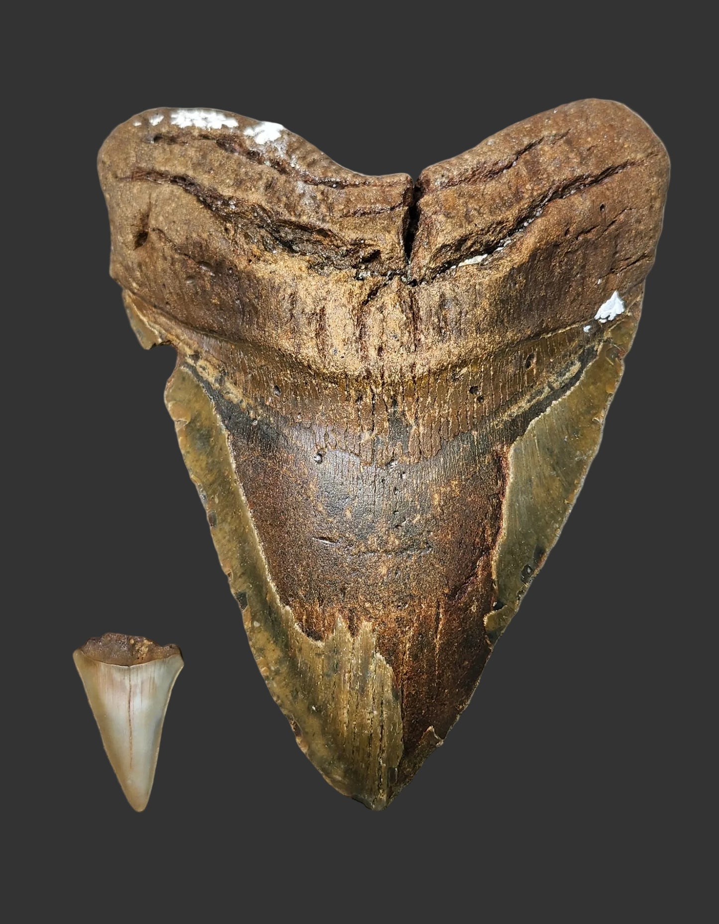 6.4"x 4.9" Megalodon Tooth- A24