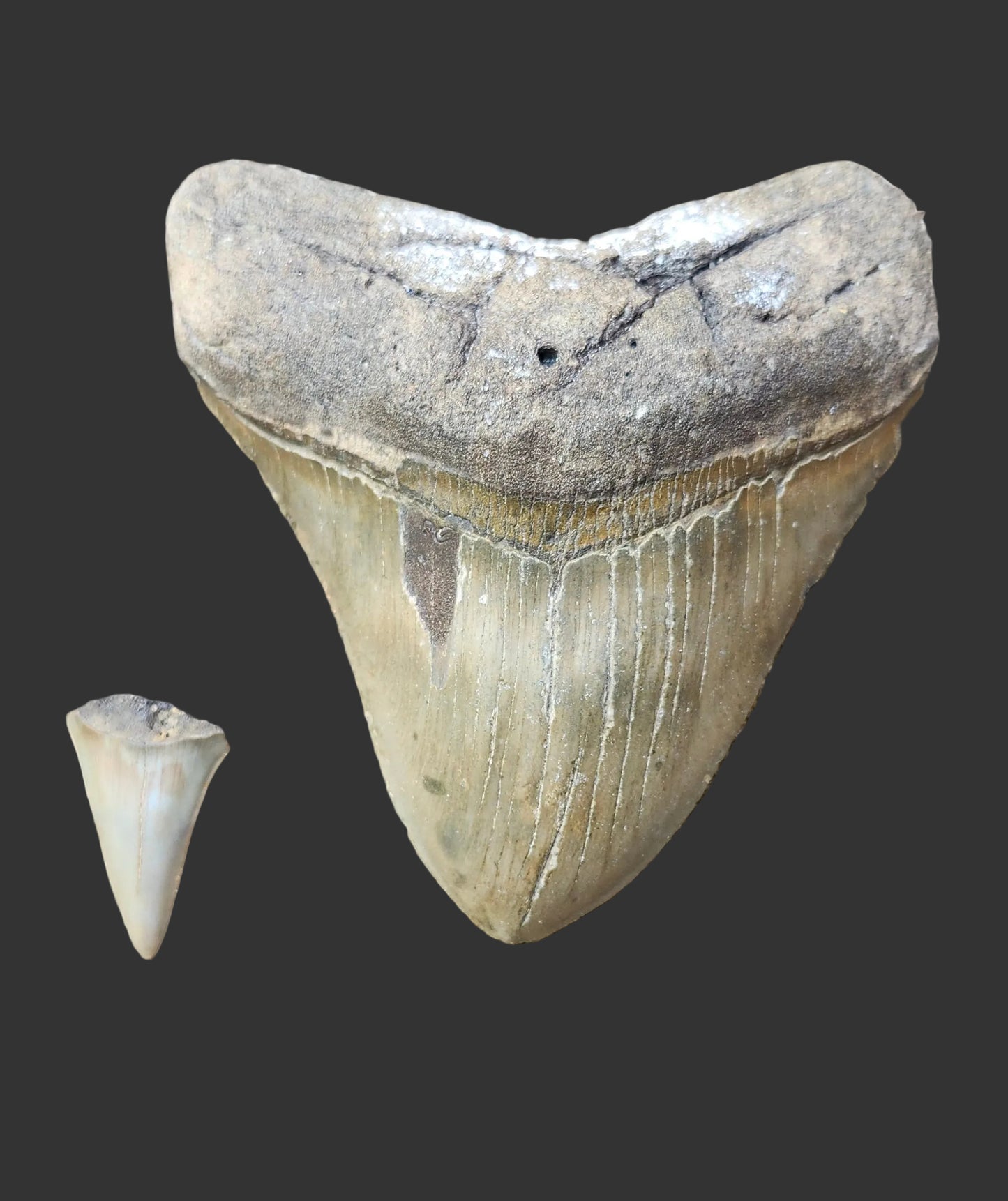 4.7"x 4.4" Megalodon Tooth- IS1