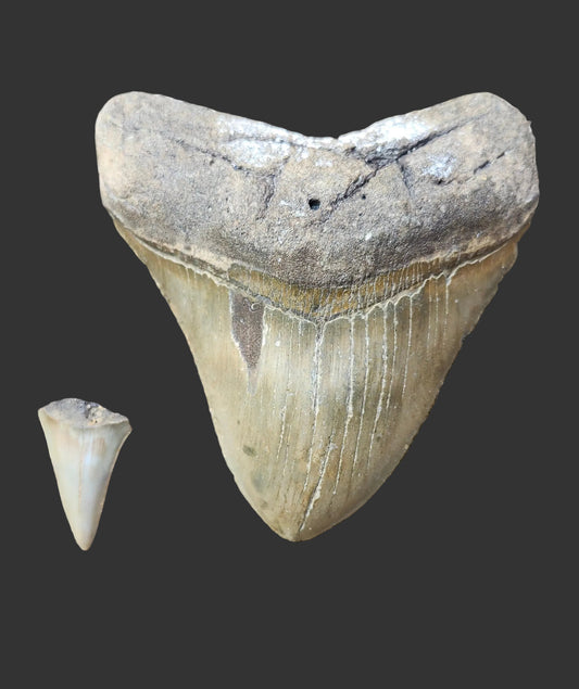 4.7"x 4.4" Megalodon Tooth- IS1
