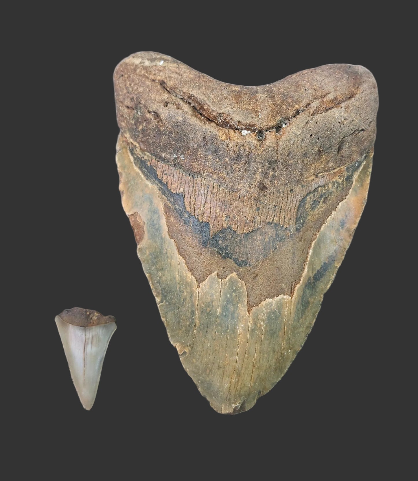 5.6"x 4" Megalodon Tooth- B21