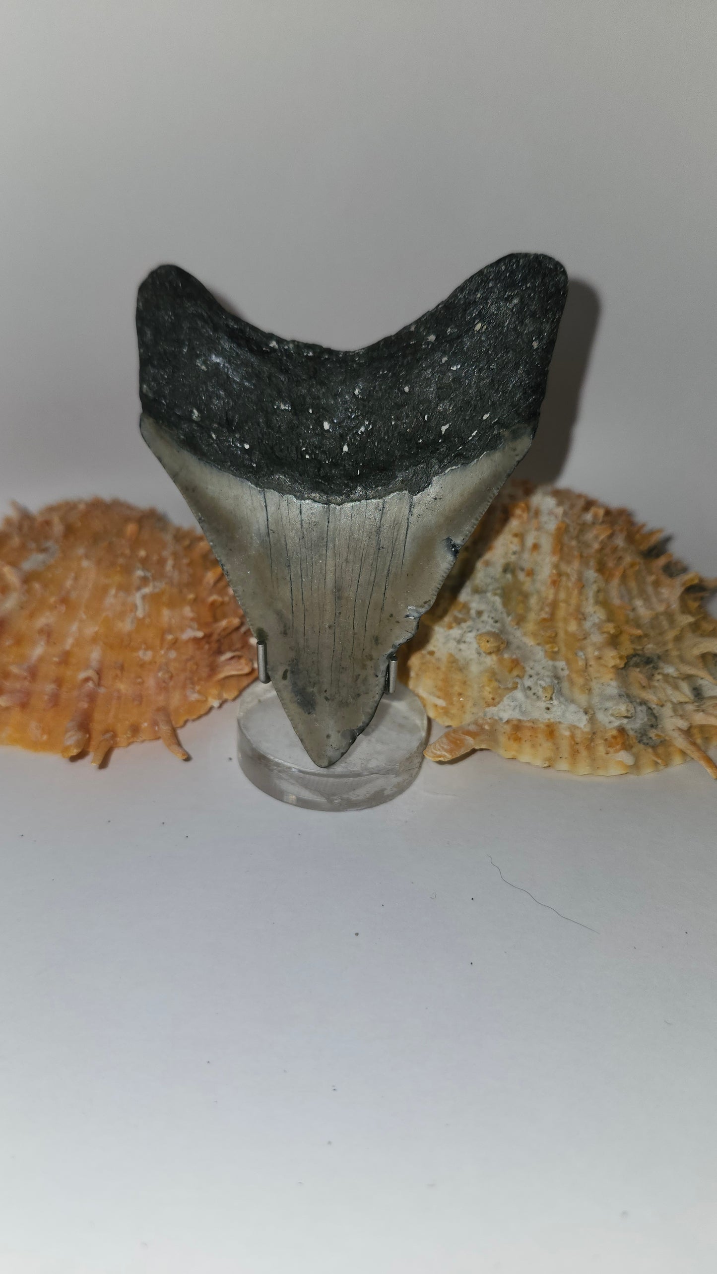 3.4" Megalodon Tooth
