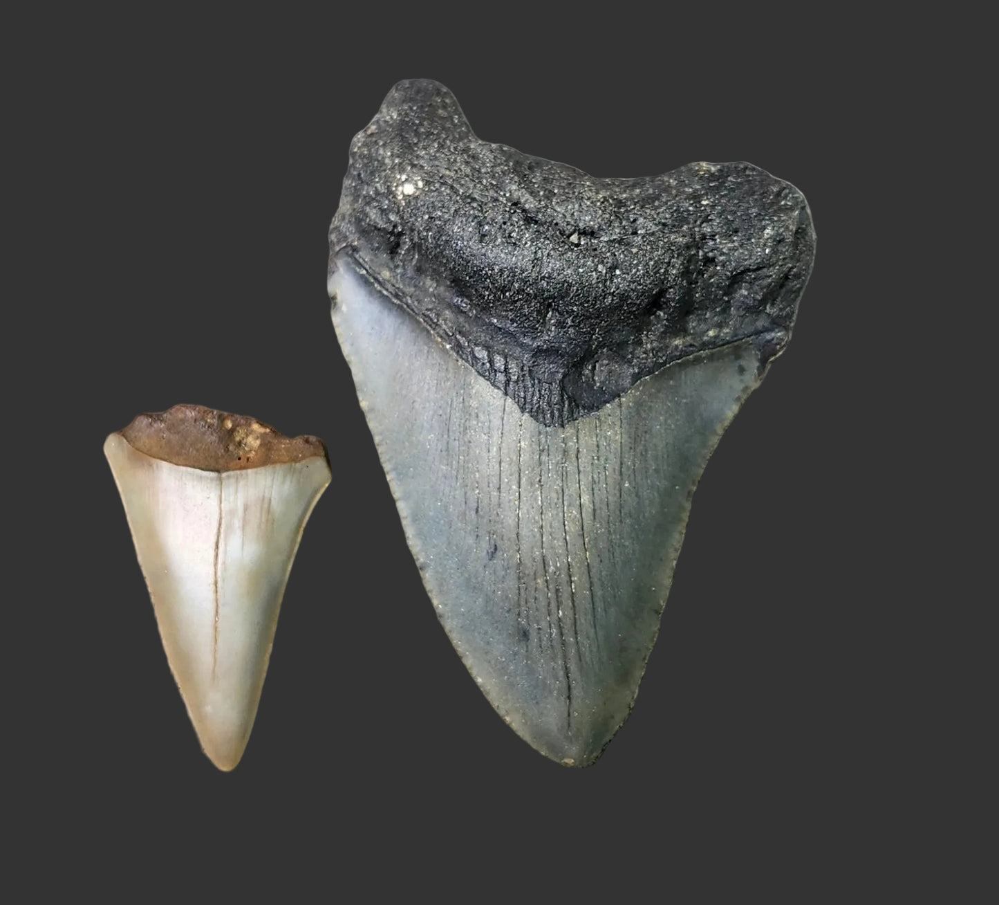 2.9"x2" Megalodon Tooth- C34