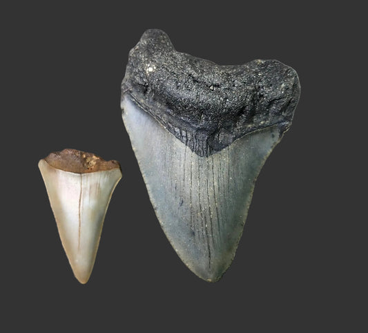 2.9"x2" Megalodon Tooth- C34