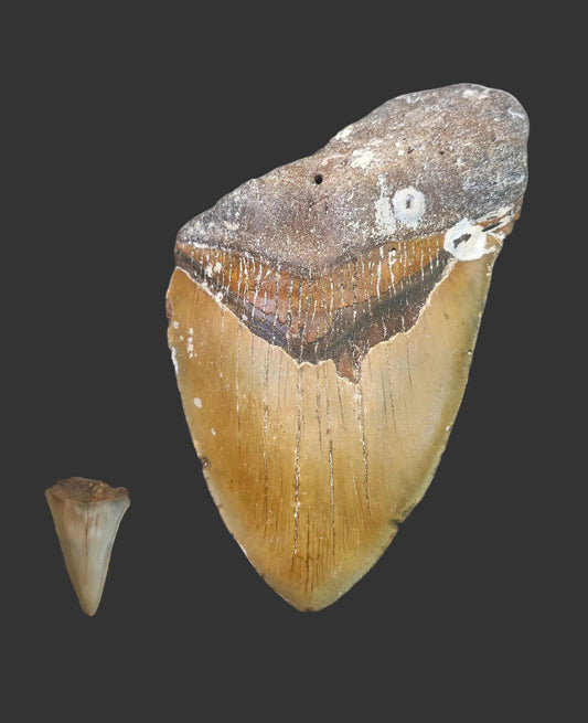 6.3"x 4.2" Megalodon Tooth- A15
