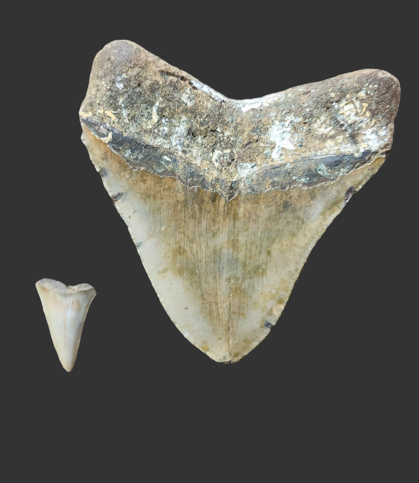 4.7"x 4.4" Megalodon Tooth- IS1