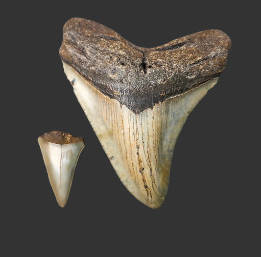 4.2"x 3.5" Megalodon Tooth- B4