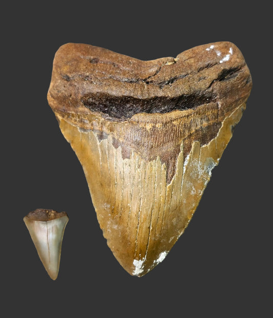 5.6"x 4.5" Megalodon Tooth- B24