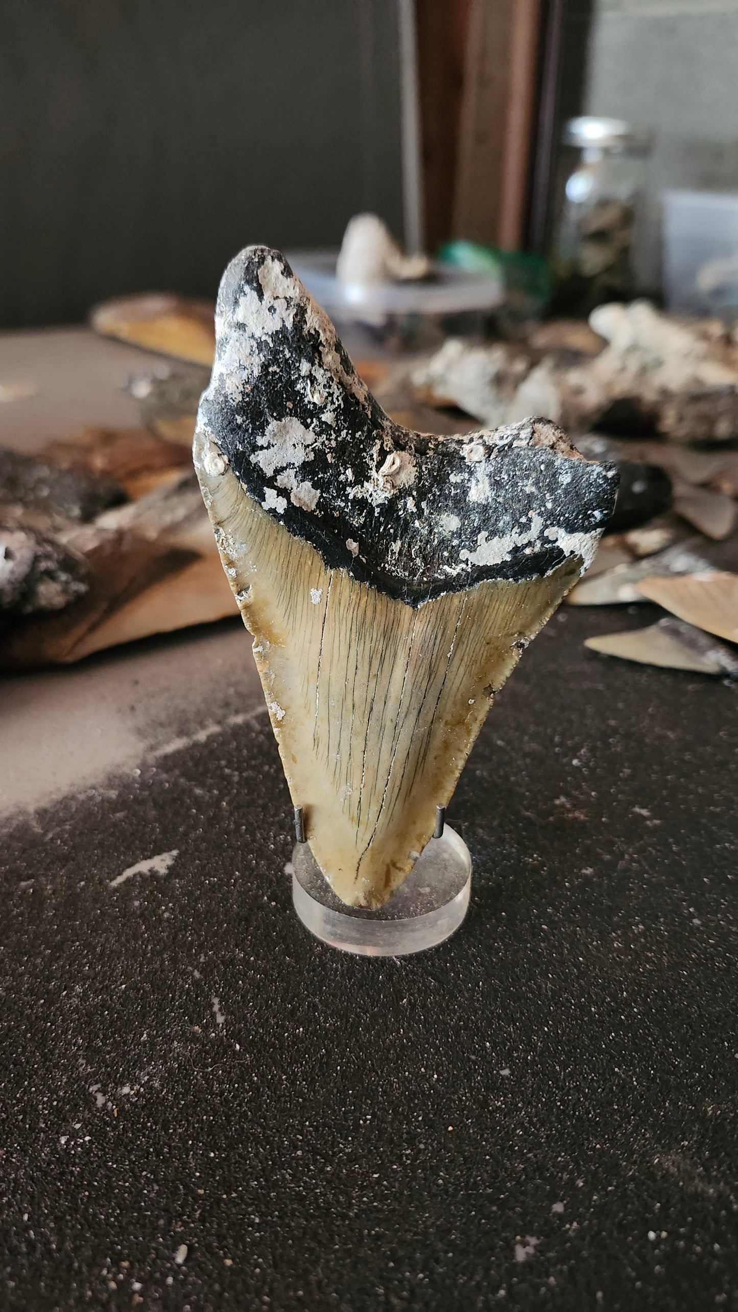 4.4" Megalodon Tooth