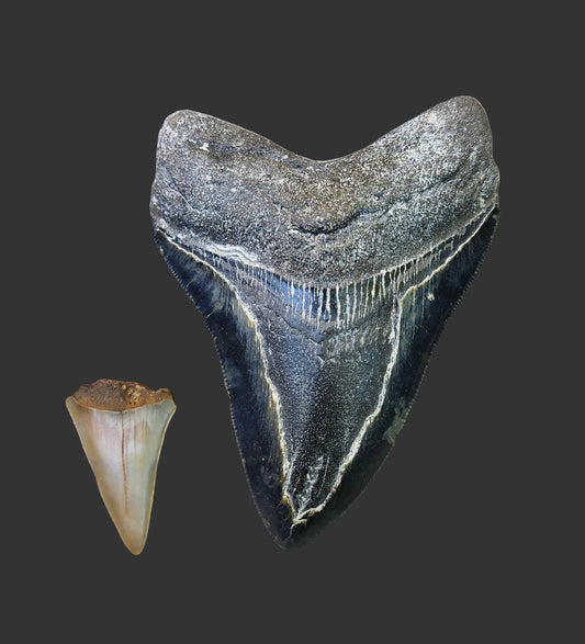 4.3"x 3.1" Megalodon Tooth-B6