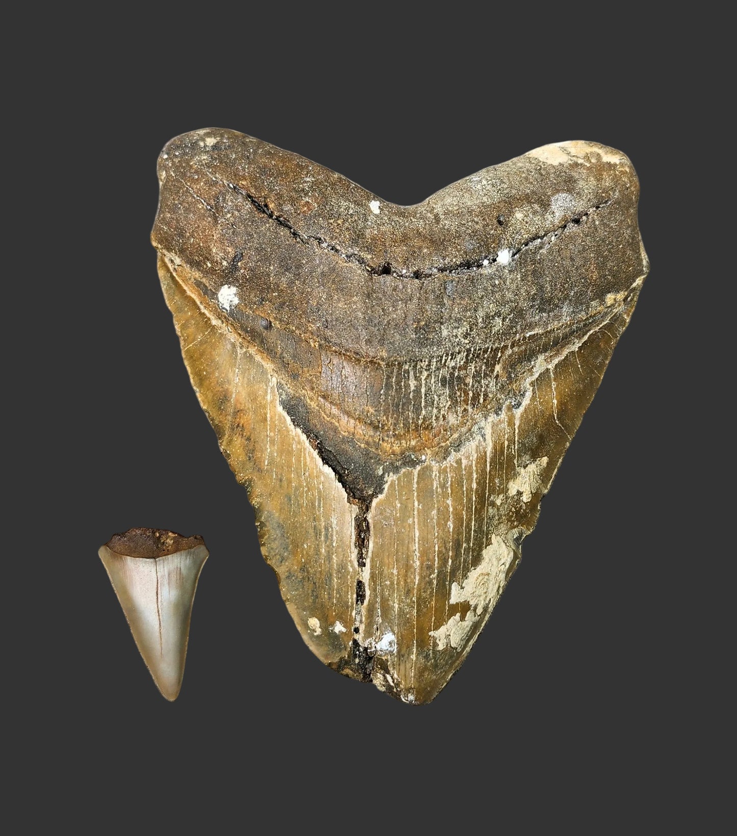 5.4"x 4.5" Megalodon Tooth-B23