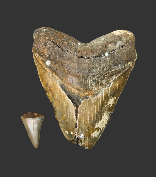 5.4"x 4.5" Megalodon Tooth-B23