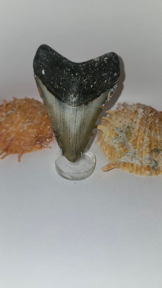 3.7" Megalodon Tooth