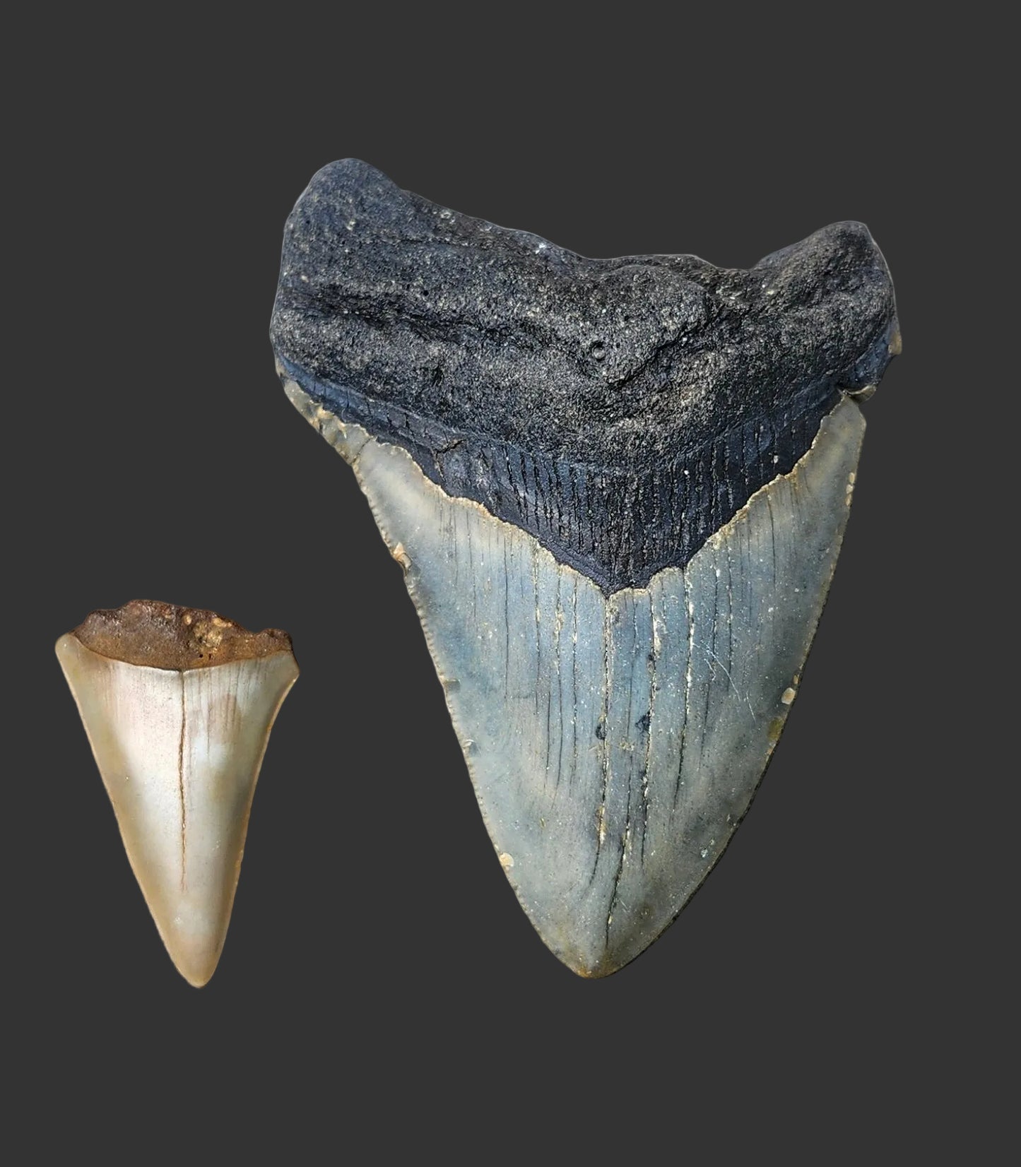 3.4"x2.5" Megalodon Tooth- C50