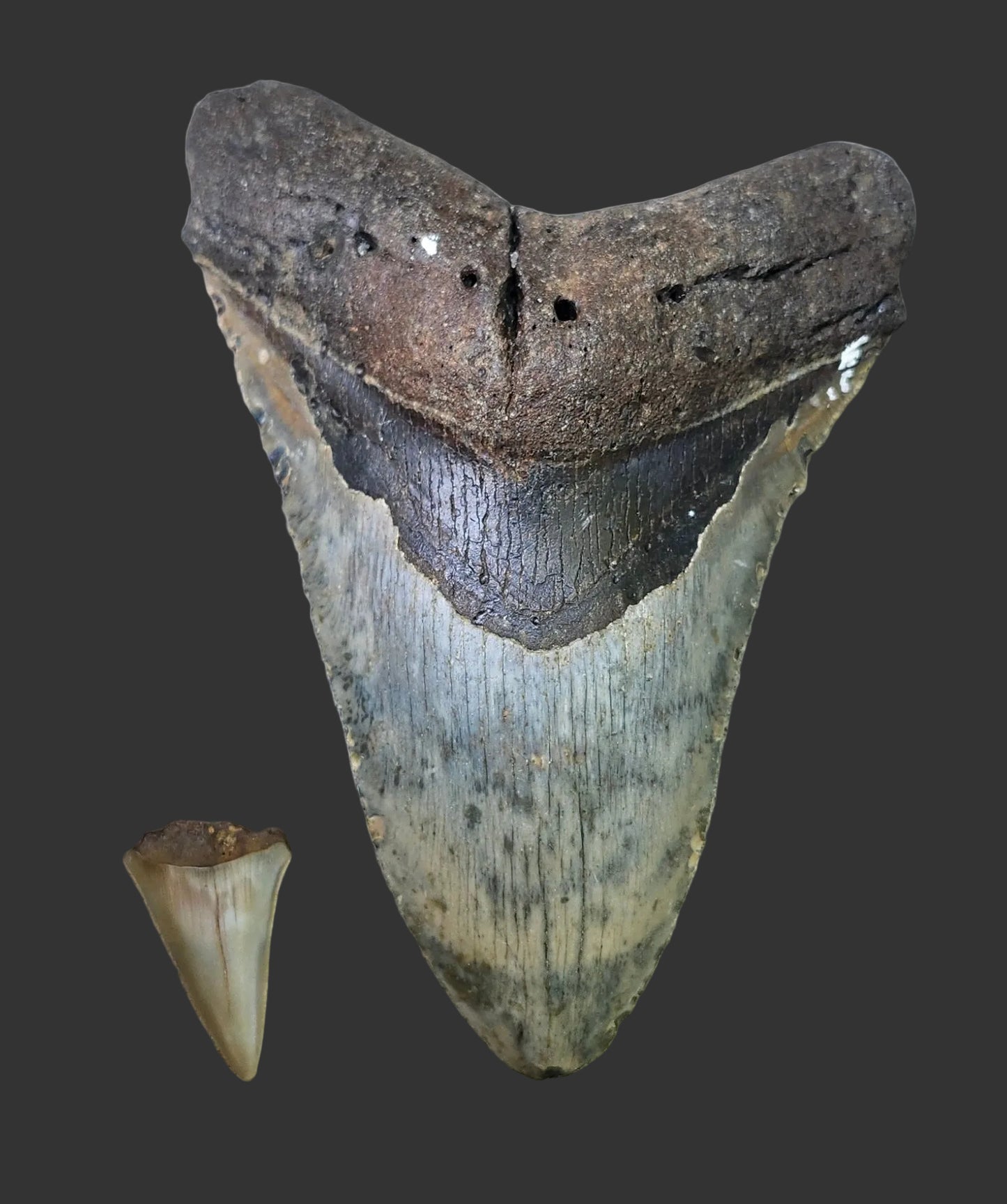 6.1"x 4.4" Megalodon Tooth-A4