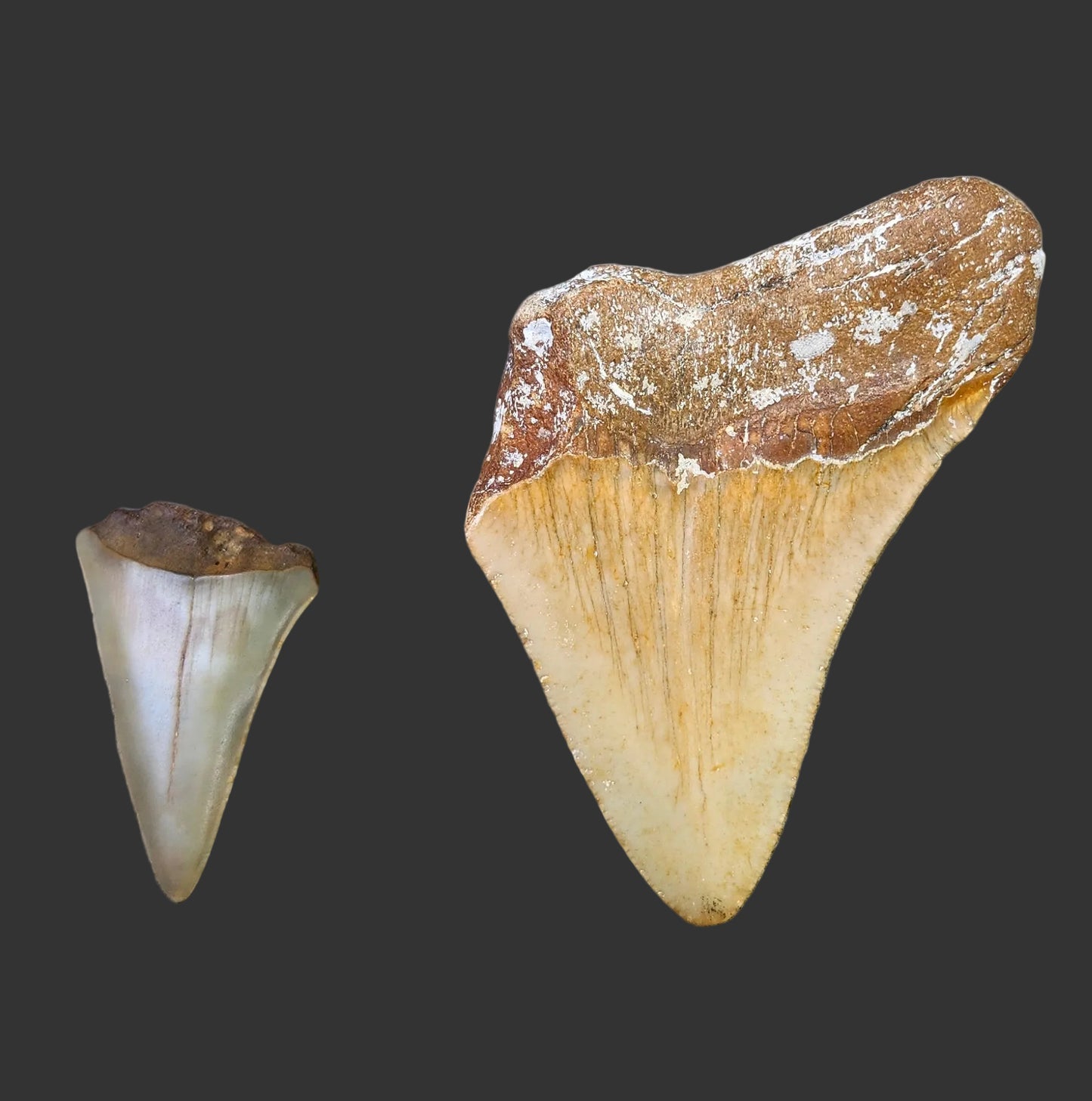 2.9"x 2.2" Megalodon Tooth- C44