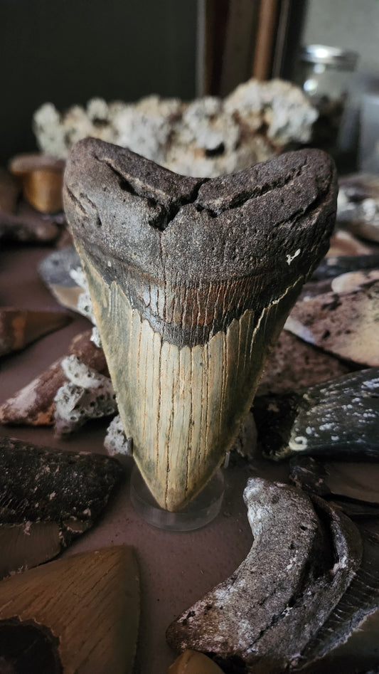 5.5" Megalodon Tooth