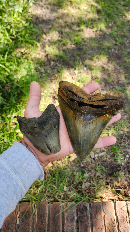 6.4" meg 3.8" patho