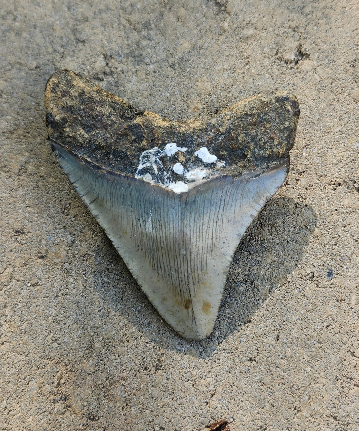 3"x2.5" Megalodon Tooth- C11