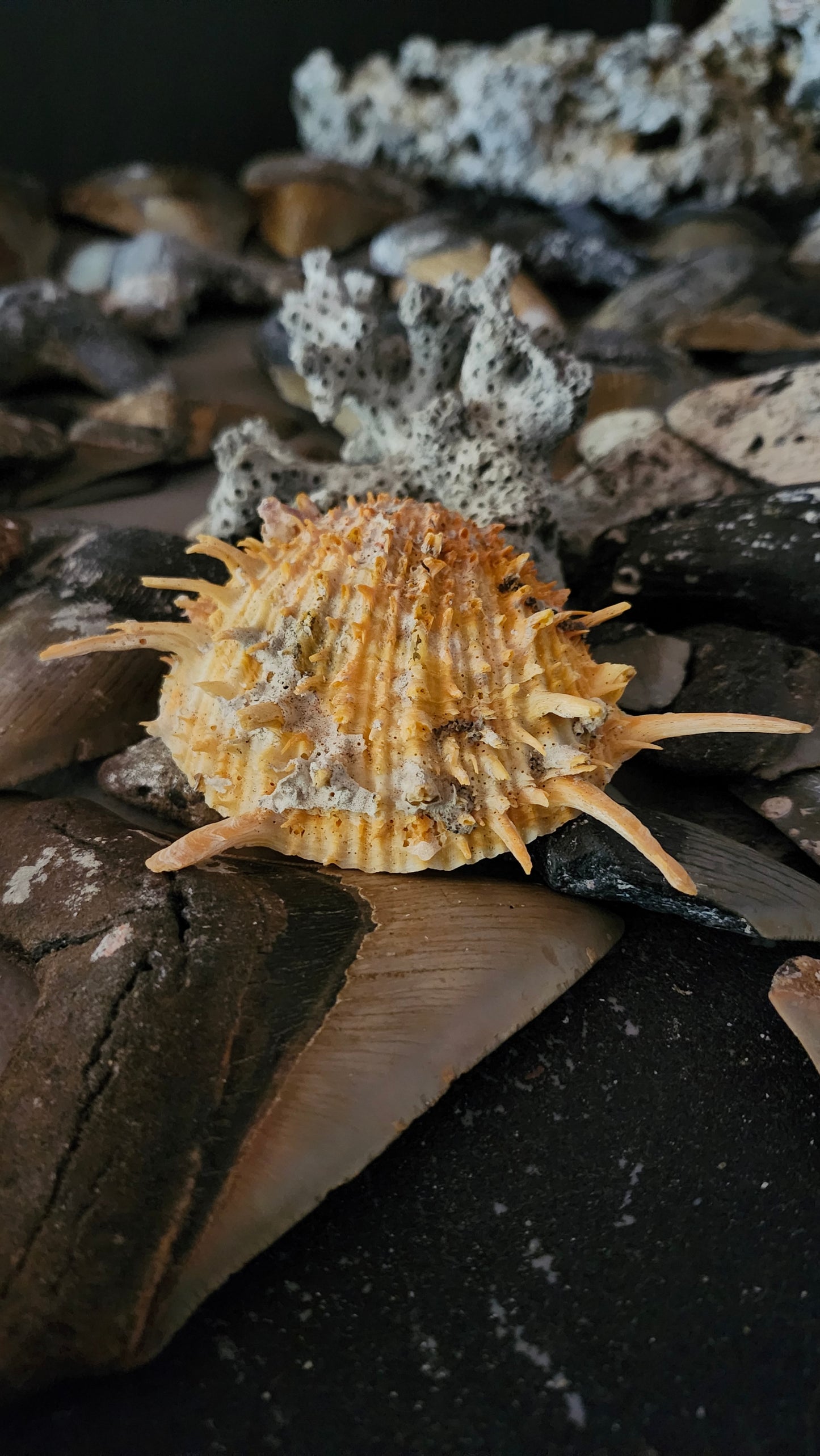 Spiked Scallop