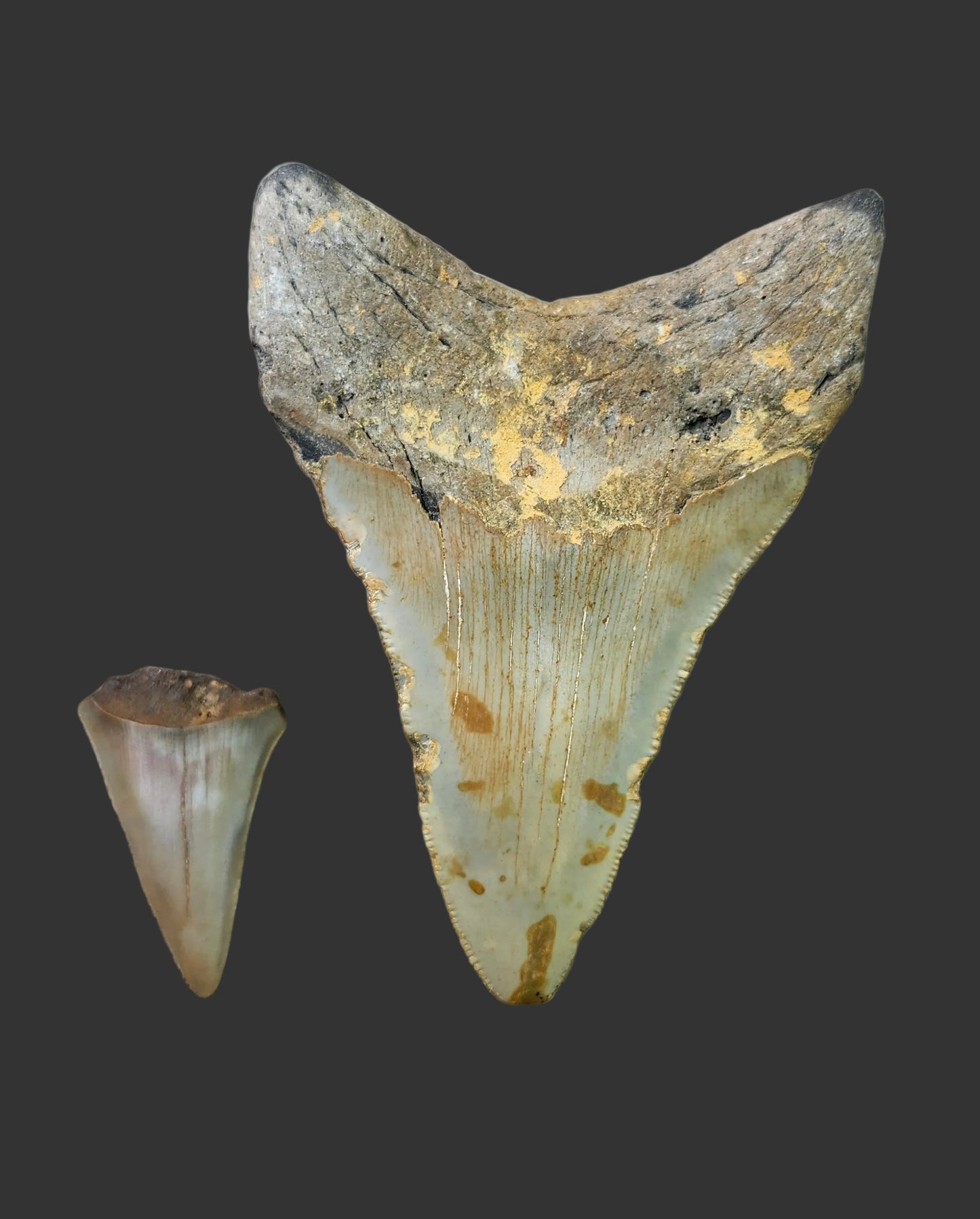 2.8"x 2.6" Megalodon Tooth- C53