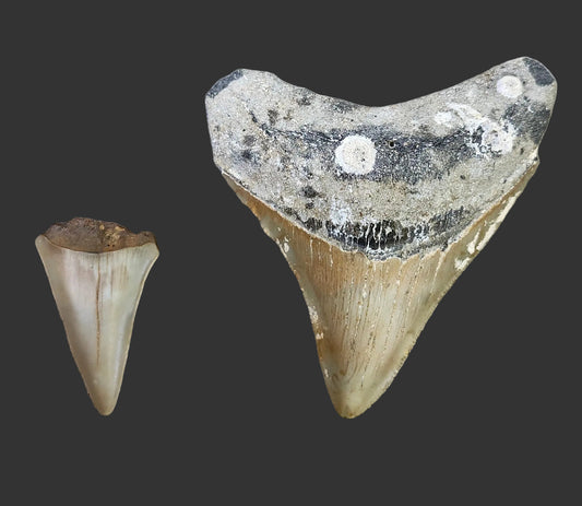3.3"x 2.8" Megalodon Tooth- C43
