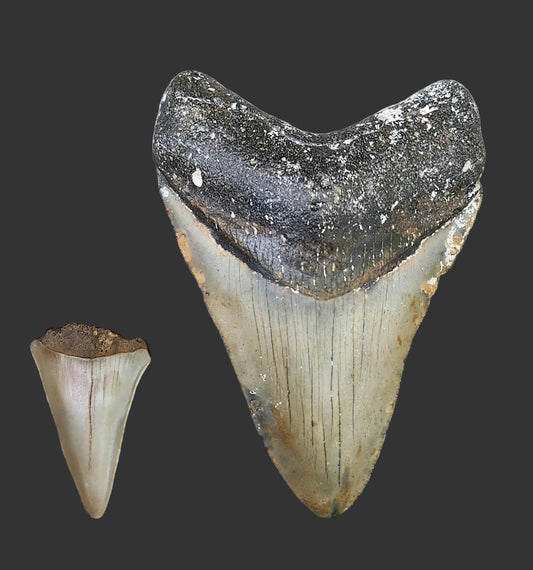 3.7"x 2.7" Megalodon Tooth- C57