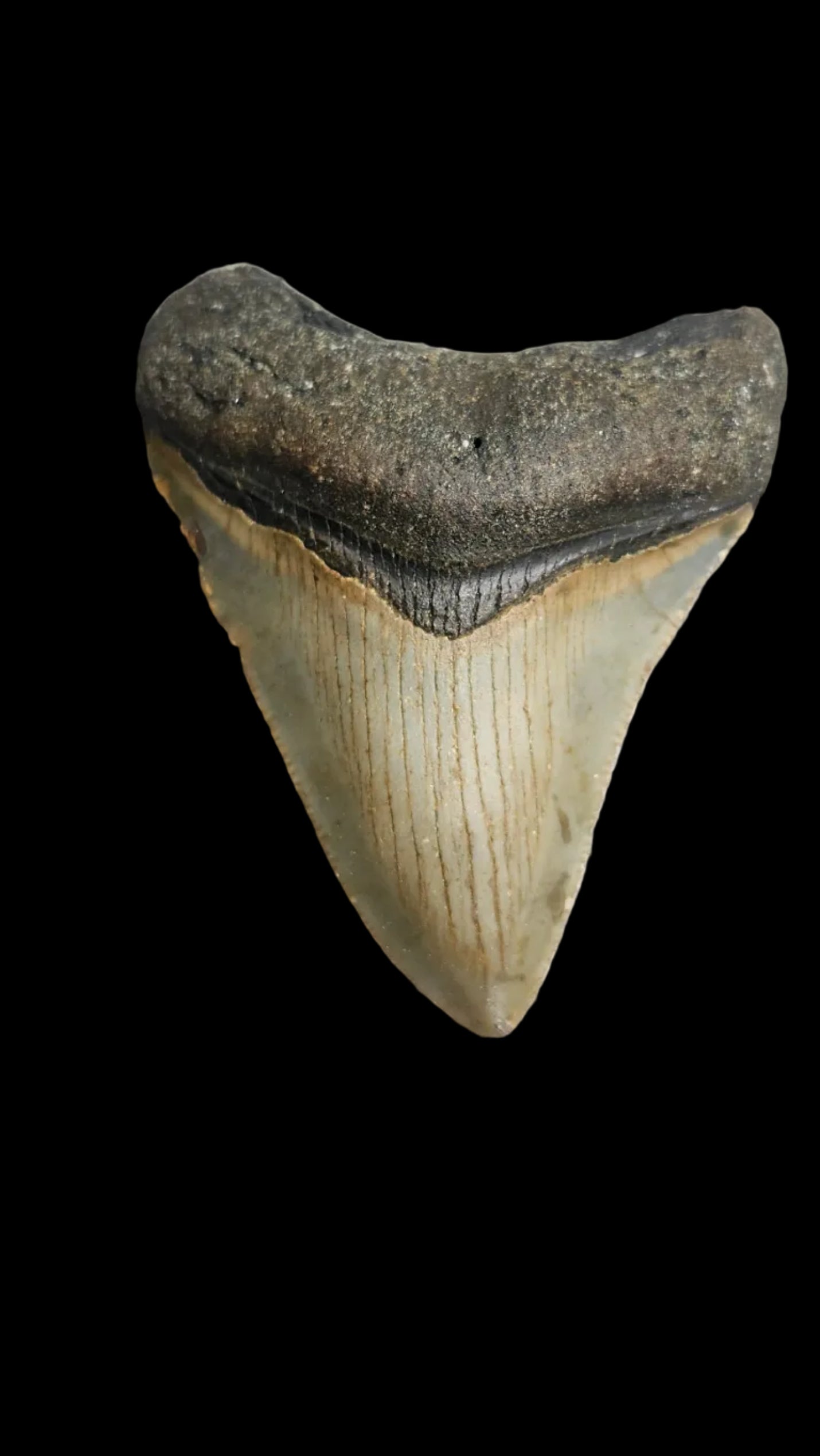2.6"x 2.2" Megalodon Tooth -C2