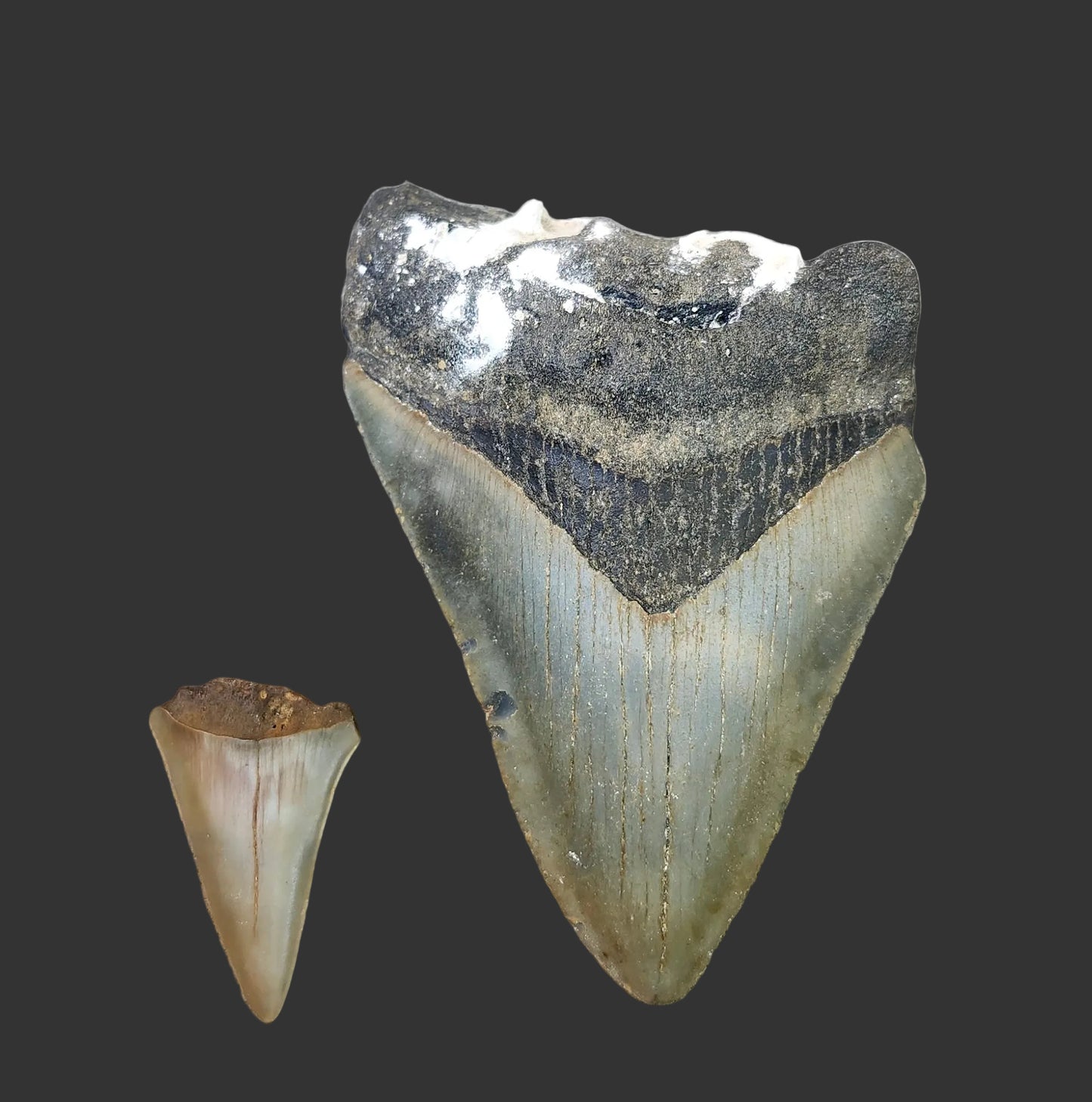 4"x 2.8" Megalodon Tooth-B1