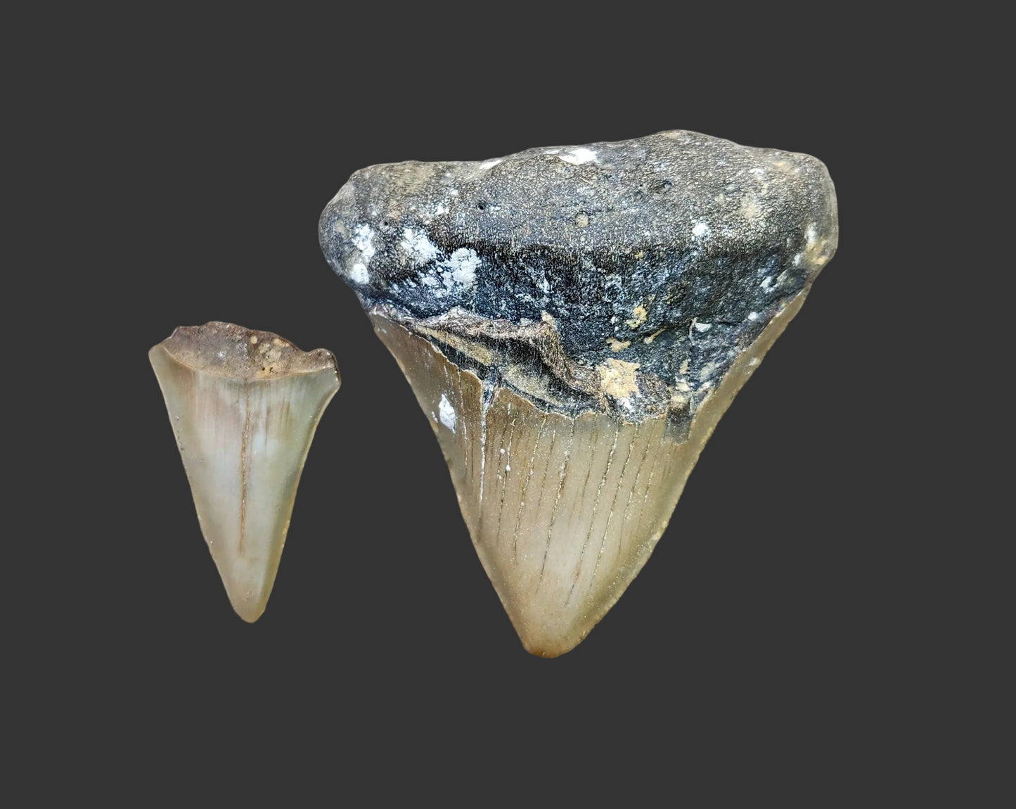 2.8"x 2.6" Pathological Tooth - O1