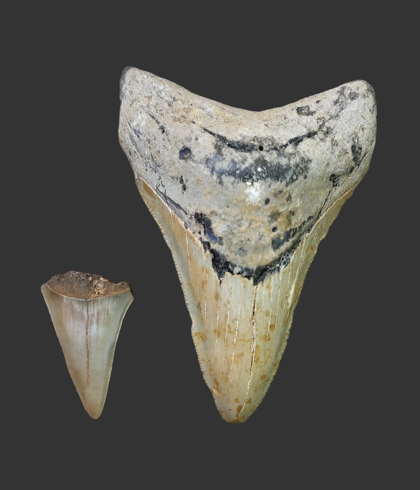 2.8"x 2.6" Megalodon Tooth- C53