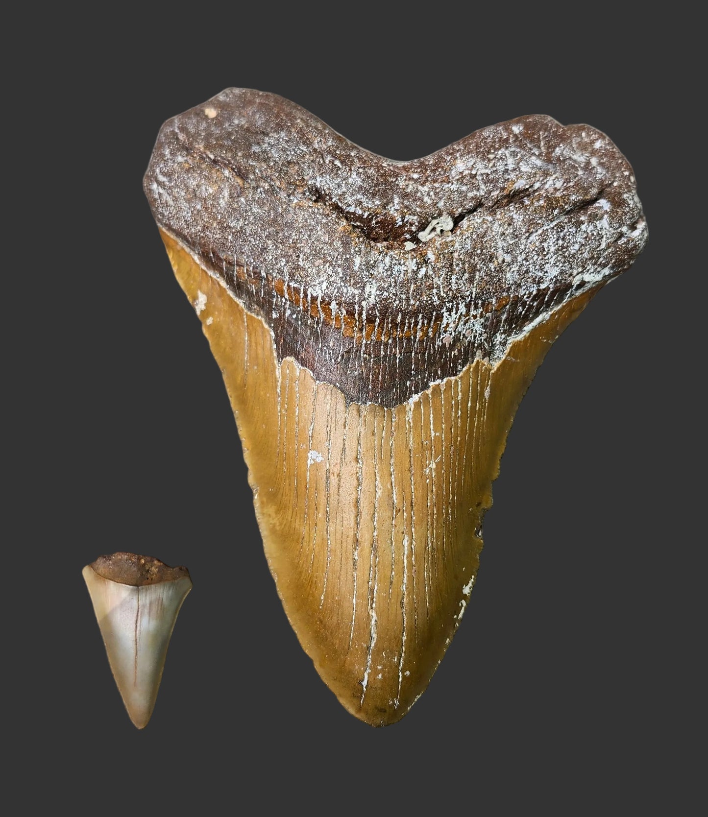 5.7"x 4.5" Megalodon Tooth-A13