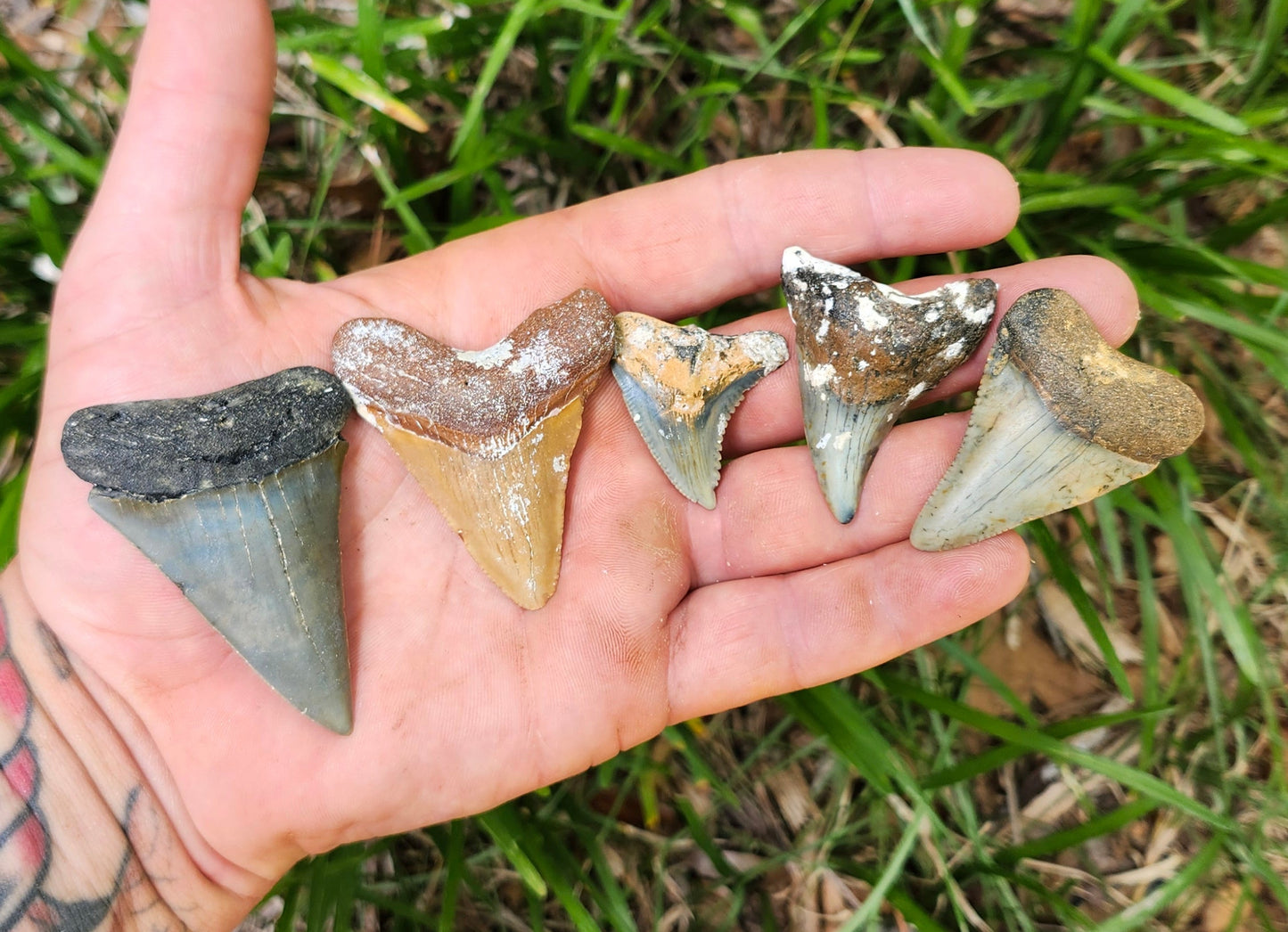 5 species Tooth bundle