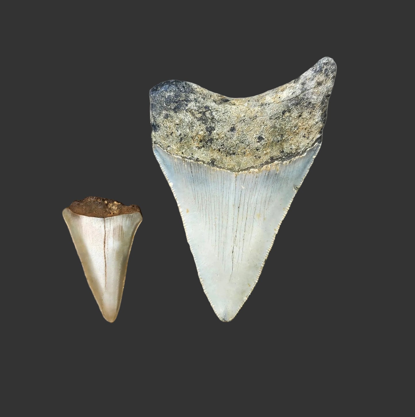 3.1"x 2.2" Megalodon Tooth- C19